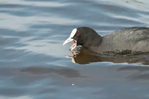 Atra: Common Coot