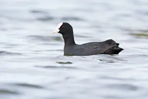 Atra: Common Coot