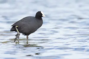 Atra: Common Coot