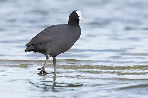Atra: Common Coot