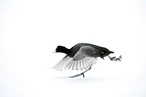 Atra: Common Coot