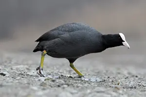 Crake: Common Coot