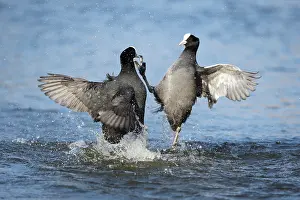 Atra: Common Coot