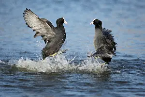 Atra: Common Coot