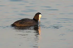 Atra: Common Coot