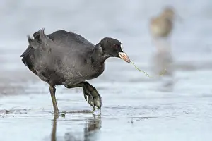 Atra: Common Coot