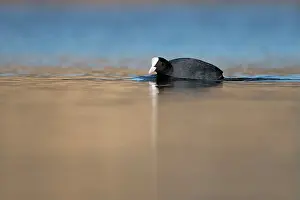 Atra: Common Coot