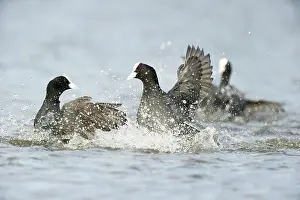 Atra: Common Coot