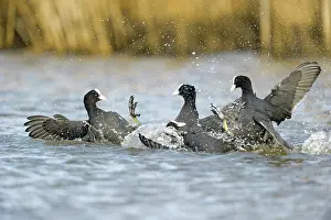 Atra: Common Coot