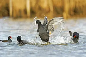Atra: Common Coot