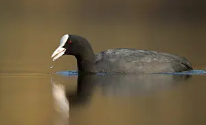 Atra: Common Coot
