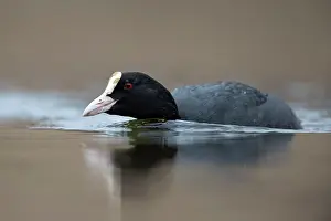 Atra: Common Coot