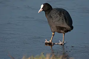 Atra: Common Coot