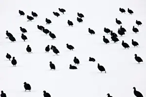 Atra: Common Coot