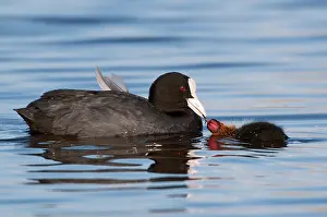 Atra: Common Coot