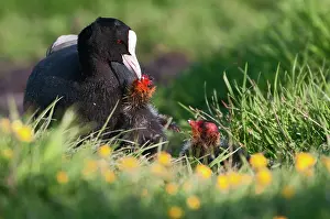 Atra: Common Coot