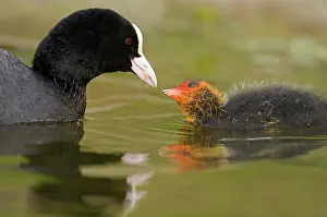 Atra: Common Coot