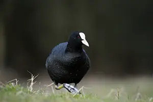 Level: Common Coot