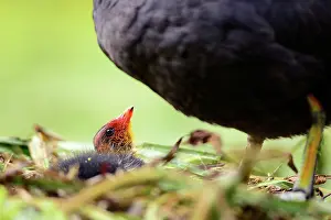 Begging: Common Coot
