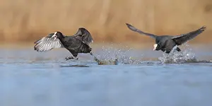 Oever: Common Coot chasing (Fulica atra) another coot