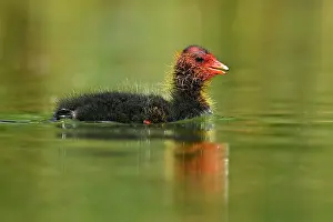 Atra: Common coot ( Fulica atra) Chicks swimming in water