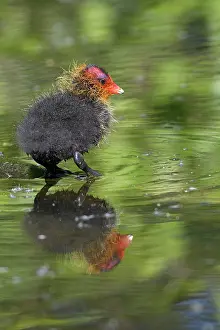 Atra: Common coot (Fulica atra), coot, young bird, May