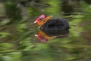 Atra: Common coot (Fulica atra), coot, young bird, May