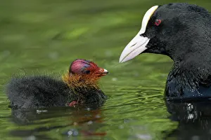 Atra: Common coot (Fulica atra), Eurasian Coot, Old bird