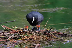 Atra: Common coot (Fulica atra), feeding chicks on floating