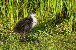 Thames: Common Coot (Fulica atra) juvenile, standing in