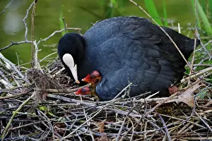 Atra: Common coot (Fulica atra), May, Germany, Europe