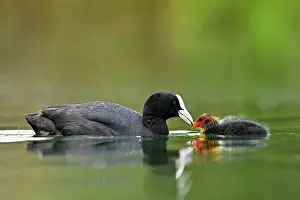 Atra: Common coot ( Fulica atra) Old animal, feeding a