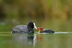 Atra: Common coot ( Fulica atra) Old animal, feeding a
