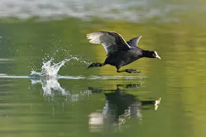Start: Common coot ( Fulica atra), Old animal running