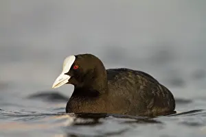 Roy Glen: Common Coot swimming Cleveland, UK