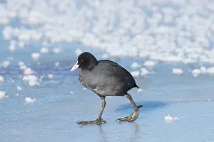 Atra: Common Coot winter