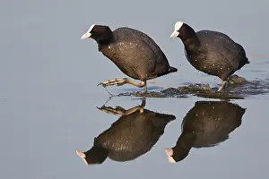 Atra: Two common coots (Fulica atra) running in water