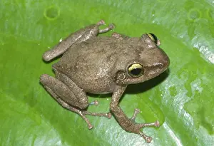 Rico: Common coqui