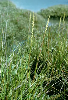 Anglica: Common Cord-grass / Rice Grass