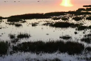 Anglica: Common cordgrass