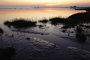 Anglica: Common cordgrass