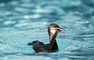 Cormorants: COMMON CORMORANT - with food in beak
