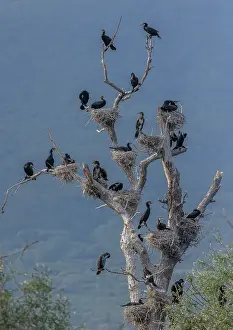 Greece: Common Cormorant, Phalacrocorax carbo, breeding