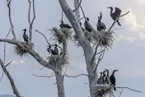 Greece: Common Cormorant, Phalacrocorax carbo, breeding