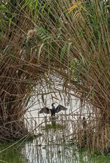 Drying: Common Cormorant, Phalacrocorax carbo, drying its