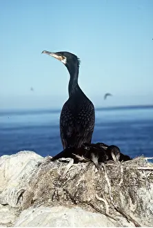 Cormorants: COMMON CORMORANT - on rock