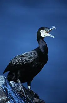 Cormorants: COMMON CORMORANT - on rock, calling