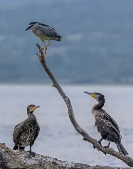 Greece: Common Cormorants, Phalacrocorax carbo, with Nig