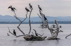 Greece: Common Cormorants, Phalacrocorax carbo, roosting