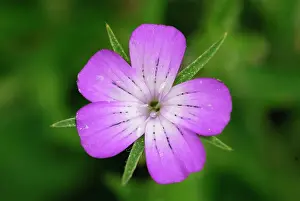 Agrostemma: Common Corncockle